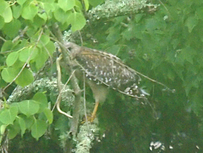 [The hawk is perched in a tree with a thin branch in front of part of its face. The bird has either just landed or is getting ready to fly because its body is close to a right angle to its legs. Dangling from the beak is a snake about a foot and a half long with a white or yellow belly. The snake's tail end is curved as if it may still be wiggling.]
